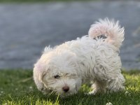 Maltese Terrier Yavru