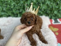 Toy Poodle Bebişler