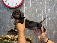 Dachshund prenses (Sosis)
