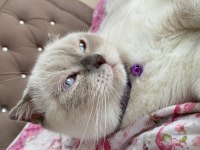 Dişi British Shorthair Sahiplendirilecektir