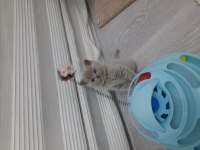 Lilac british shorthair dik kulak kırık kulak yavrularımız