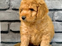 GERÇEK ORJİNAL MALTİPOO BEBEKLER POODLE AYARINDA