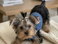 Köpeğimiz evde tek başına kalabiliyor