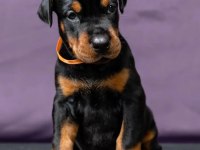 Doberman bebekler kapınıza kadar teslim ediyoruz