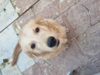 Golden Retriever 6 aylık erkek köpeğimiz