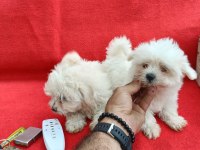 MİNİ MALTESE TERRİER YAVRULARI