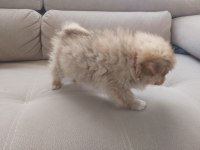 2 aylık erkek tilki surat pomeranian