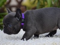 FRENCH BULLDOG YAVRULARIMIZ