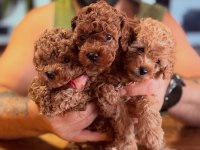 Sağlık Garantilı Karneli Toy Poodle Yavrularımız