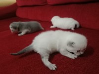 N11 british shorthair yavruları yuva arıyor