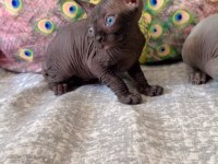 Eşsiz sphynx yavrularımız