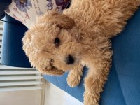 4 aylık F1 maltipoo