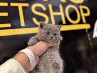 Britsh shorthair kedisi 2 aylık