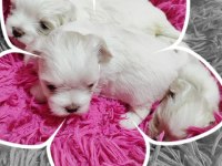Maltese Terrier Yavrularımız Canlı Görerek Alabilirsiniz