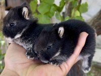 NETHERLAND DWARF ORJİNAL CÜCE TAVŞANLAR