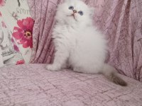 British Longhair Golden point Erkek
