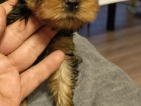 10 Temmuz Doğumlu Orjinal Yorkshire Terrier Yavruları