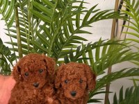 Toy Poodle 2,5 Aylık