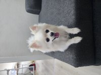 Yavru pomeranian ve anne