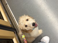 Maltipoo Ateş Yeni Ailesini Arıyor