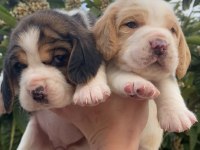 Üst kalite beagle yavrular