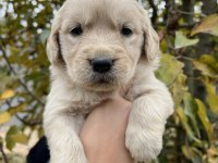 Bebek Yüzlü Golden Retriever Yavrular