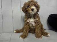 Toy poodle erkek yavrumuz yeni ailesini aramakta