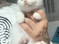 Evden Safkan Scottish Fold Yavrular