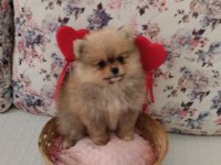 Dünyalar Güzeli Pomeranian Bo Dişi Yavru