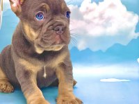 HARİKA ANATOMİ BLUE TAN FRENCH BULLDOG
