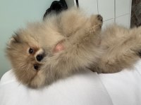Pomeranian boo harika yavrumuz