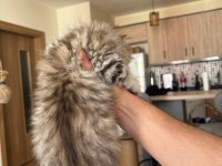 Black golden british longhair