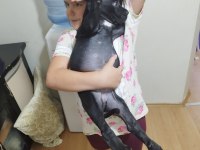 60 günlük dişi yavru cane corso