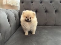 Pomeranian Toy Spitz Yavrular