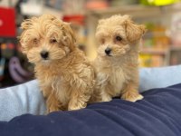 TÜY DÖKMEYEN HİPOALERJENİK SAF KAN MALTİPOO YAVRULAR
