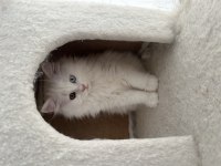 Erkek ve dişi cins yavru british longhair kediler