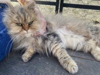 İran chinchilla bolu merkez aciliyeti vardır