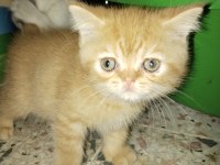 Evinizin yeni evlatları bal suratlı kediler