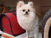 8 aylık pomeranian