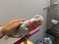 YARI EVCİL GÜL KAKADU PAPAĞANI
