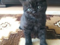 07.04.2023 Doğumlu British Shorthair Yavrular
