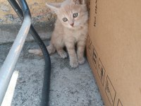 3 TEKİR YAVRU