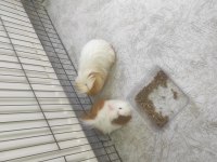 Guinea piglerime yuva arıyoruz