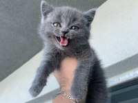 55 günlük erkek yavrulara british longhair