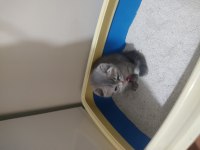 2 aylık bebek yavruyu sahiplendiriyoruz