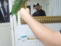 Full evcil alexander papağanı