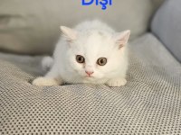 Yakışıklı erkek ve dişi bebek kediler
