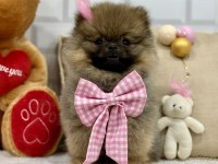 Minik teddy bear ayıcık pomeranian kızımız