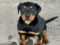 SAFKAN Rottweiler 60 Günlük Erkek Dişi Yavru