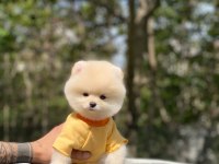 Tatlı Pomeranian Yavrularımız